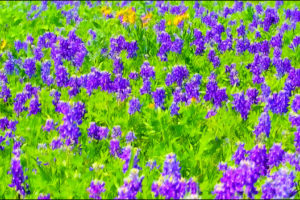 bluebonnets_1280x720